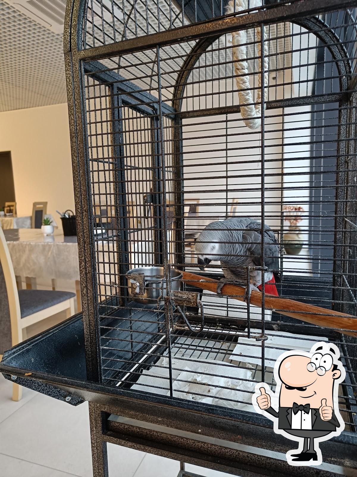 Kavinė Mažulė Matilda – papūga Matilda